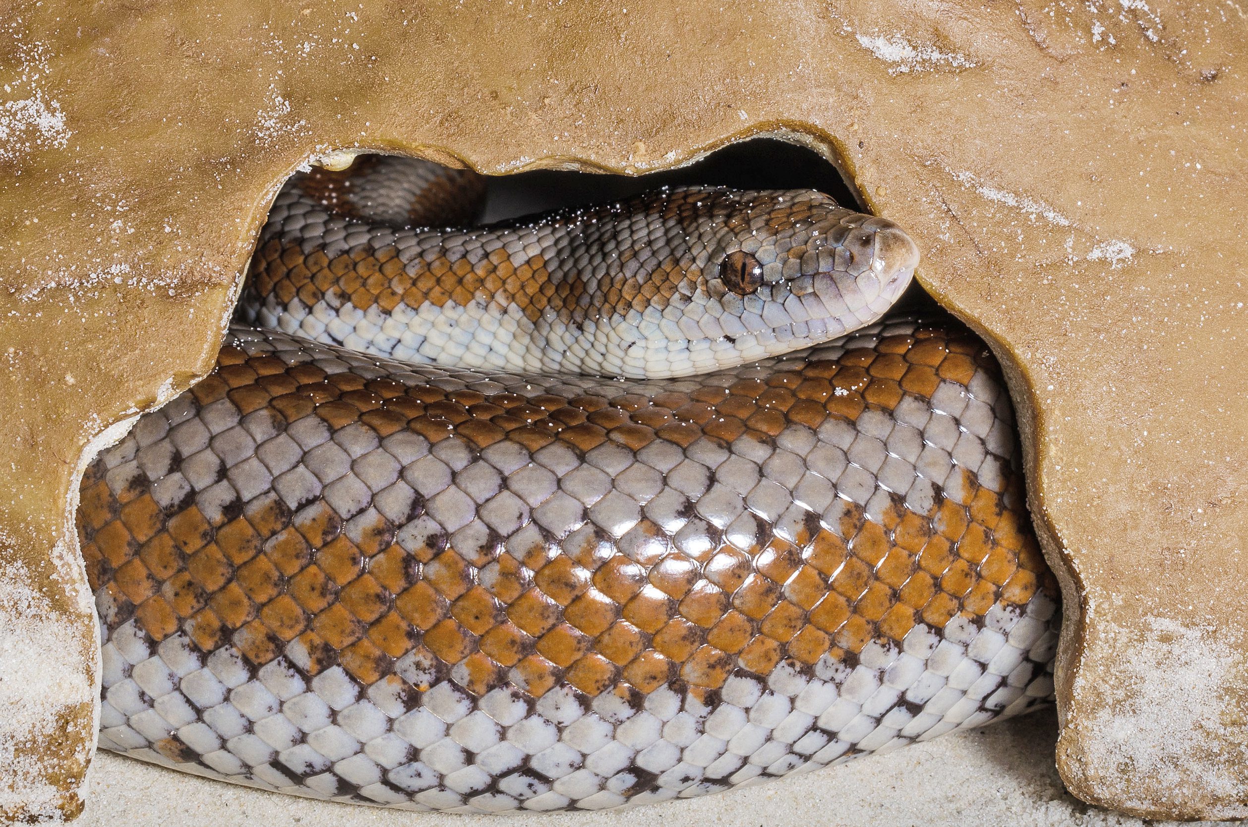 Rosy boa in a cave