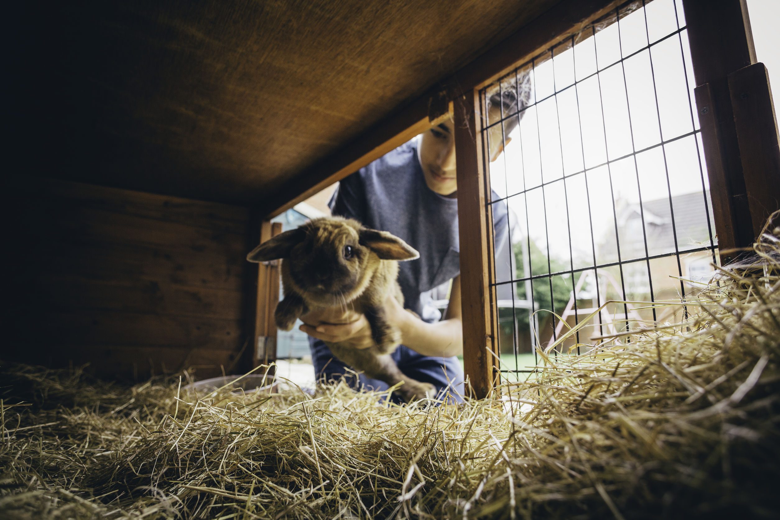 Pet rabbit being put back into its hutch by a teenage boy.