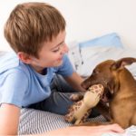 5 of the Best Indoor Dog Toys for Puppies