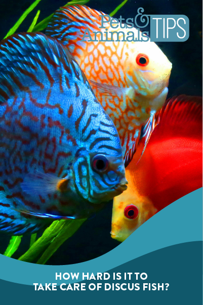 How-Hard-Is-It-To-Take Care Of Discus Fish