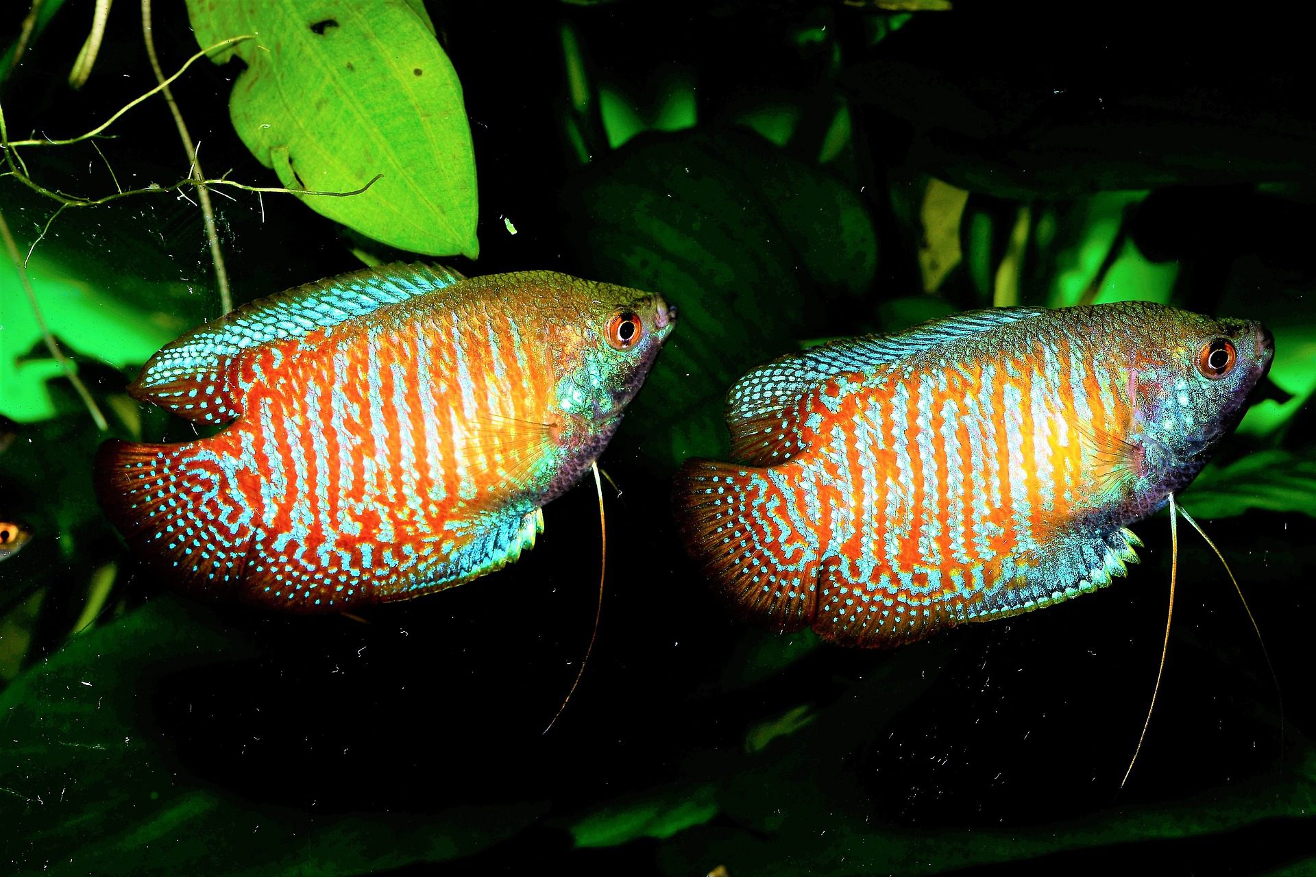 Two male Dwarf Gouramis in an aquarium