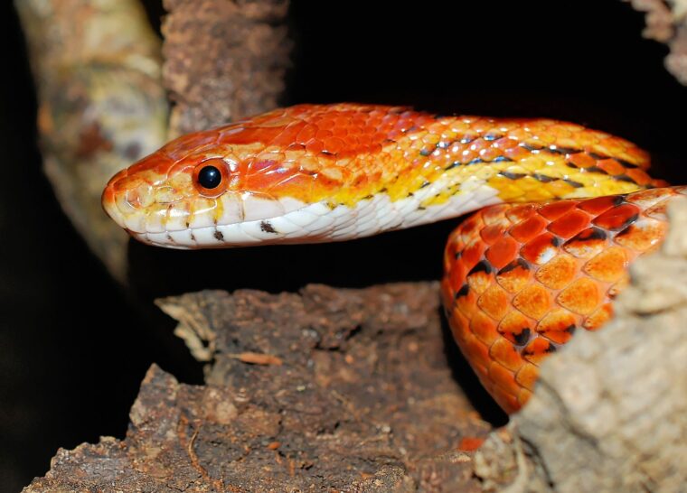 Corn snake, exotic reptile pet, inside hideout in its habitat