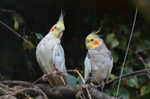 Two cockatiel's in a tree