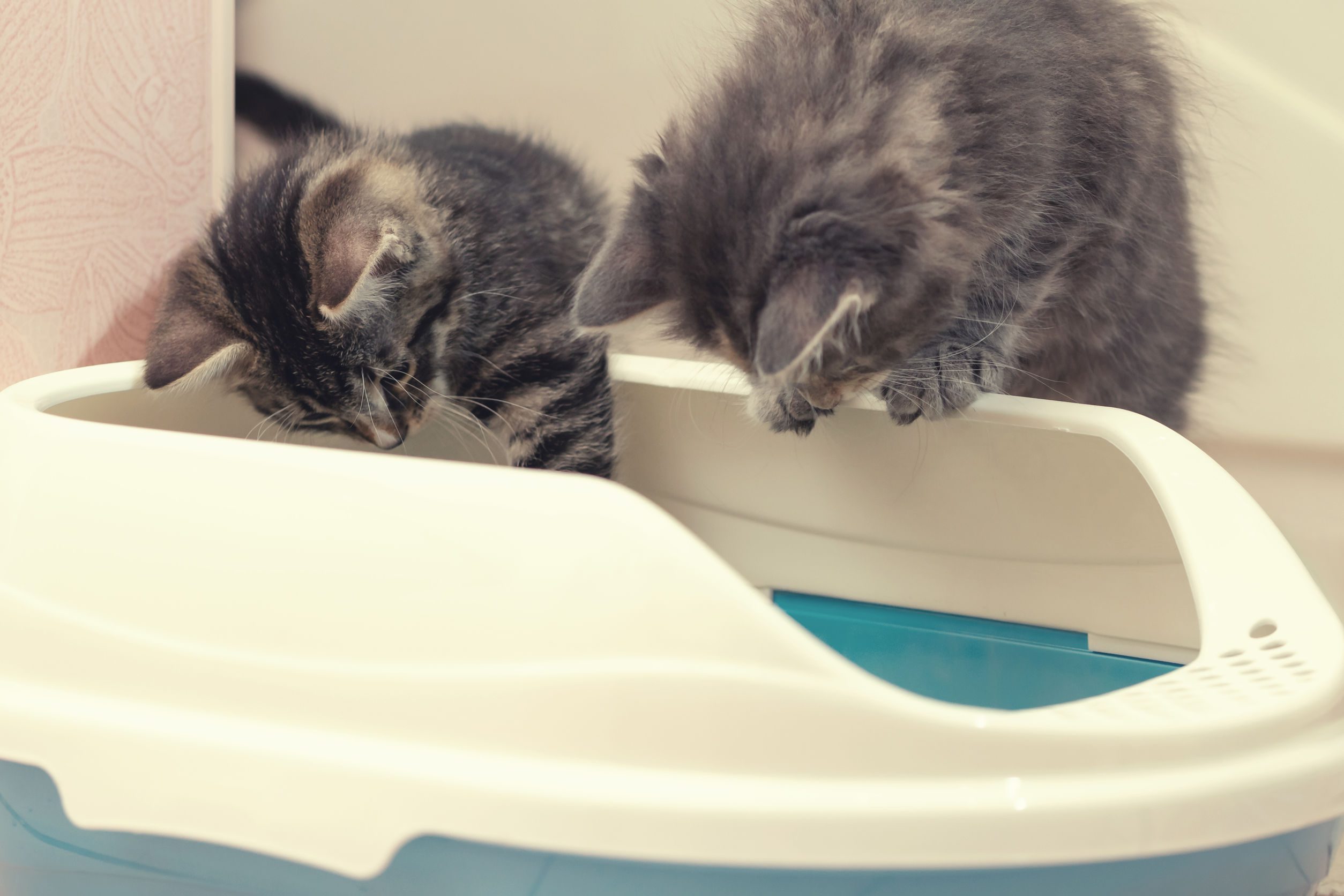 Kittens in Litter Box m