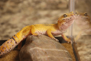 Leopard gecko in a glass tank