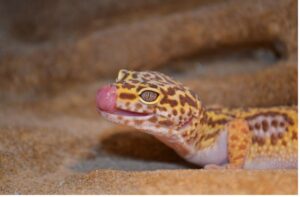 Leopard gecko with tongue out