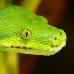 Differences Between Emerald Tree Boas and Green Tree Pythons