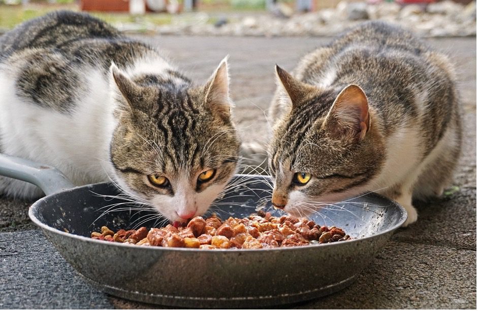 Cats eating healthy wet cat food