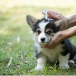 The 4 Best Flea and Tick Treatments for Dogs