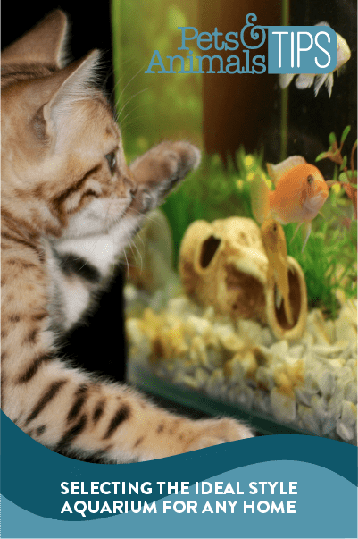 Selecting the Ideal Style Aquarium 
