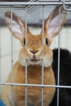 Brown rabbit looking out from inside its cage