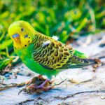 Can Parakeets and Cockatiels Live Together?