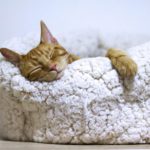 What Is the Best Kind of Bed for a Cat?