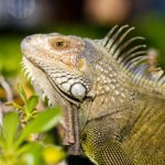 The Most Popular Types of Pet Iguanas