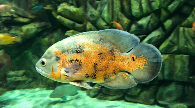 Oscar cichlid fish