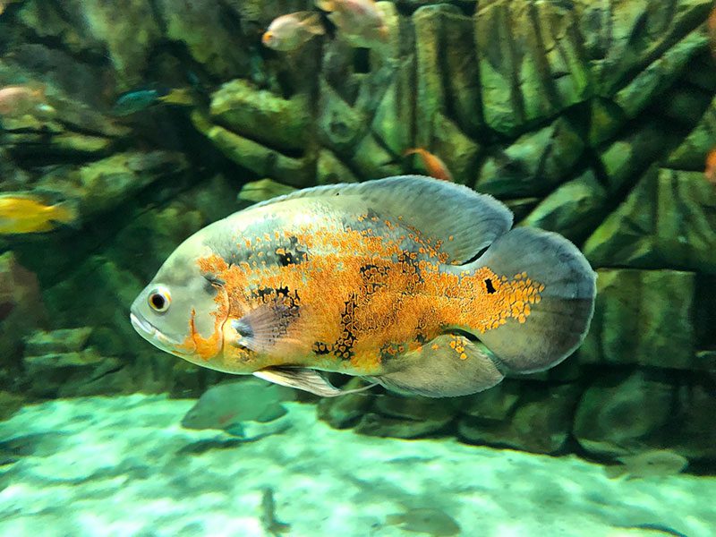Oscar cichlid fish