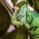 How to Care for a Chameleon
