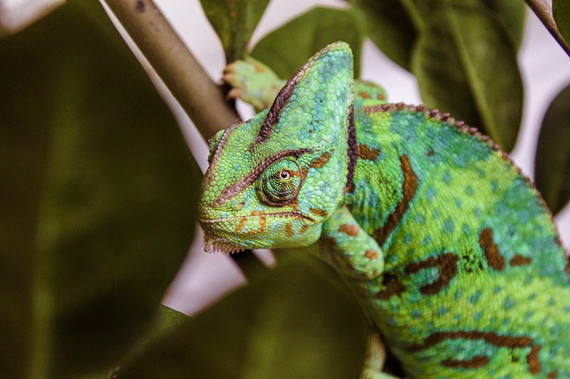 Chameleon climbing branch