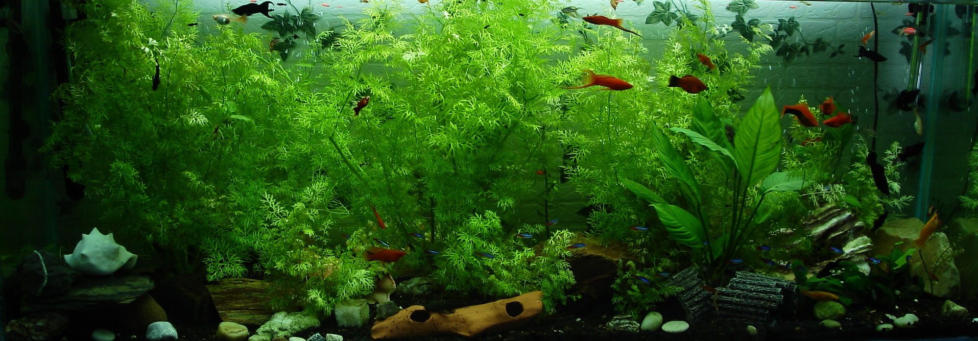 5 Tips for Cleaning and Maintaining a Home Aquarium