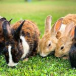 Which Are the Best Brushes for Rabbits?