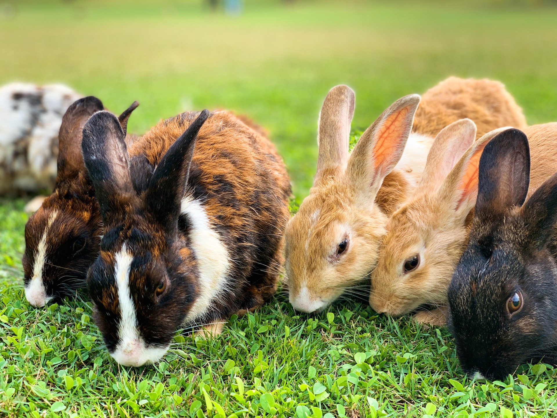 Are Rabbits Easy to Care For?