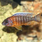 Are Peacock Cichlids Good for Beginners?