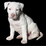Are Pit Bulls Good Family Dogs?