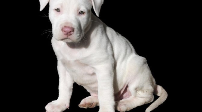 White Pit Bull Puppy Photo