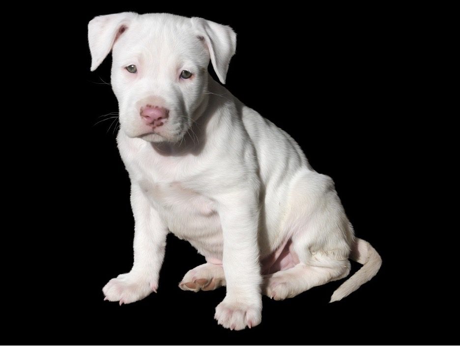 White Pit Bull Puppy Photo