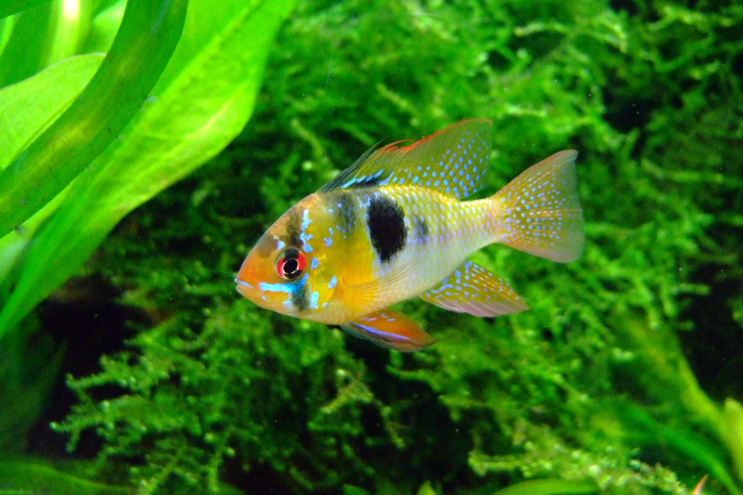 butterfly ram cichlid scaled