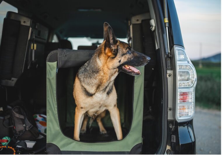 car travel with your pet