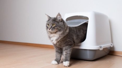 is cat litter toxic to smell