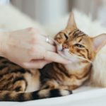 3 Reasons to Spend More Time With Your Cat