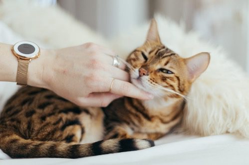 Showing Affection to Your Cat