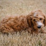What Is a Goldendoodle?