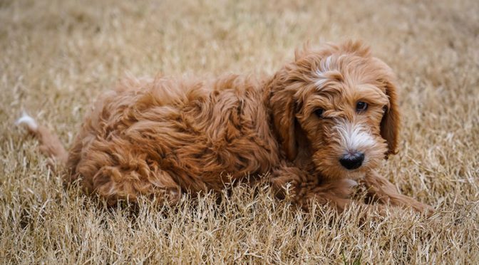 Goldendoodle laying on the grass