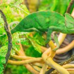 How to Set Up a Chameleon Cage