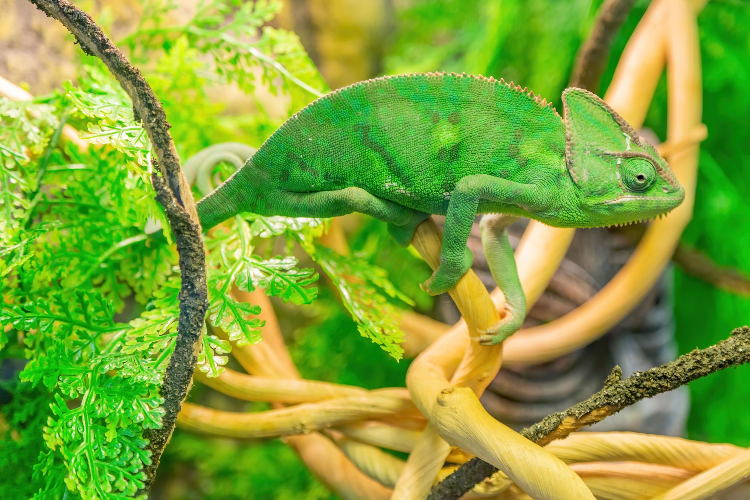 Chameleon changing color on a branch