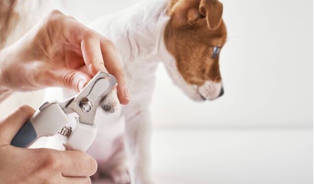 clip-free nail care dog's nails