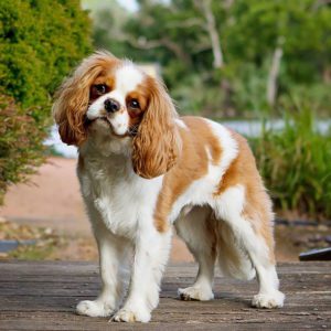 a king charles spaniel standing