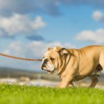 Top Three Most Interesting Facts About Bulldogs