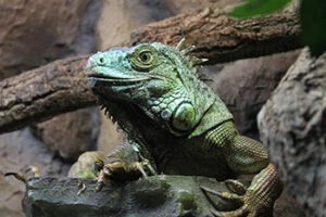 Green iguana climbing