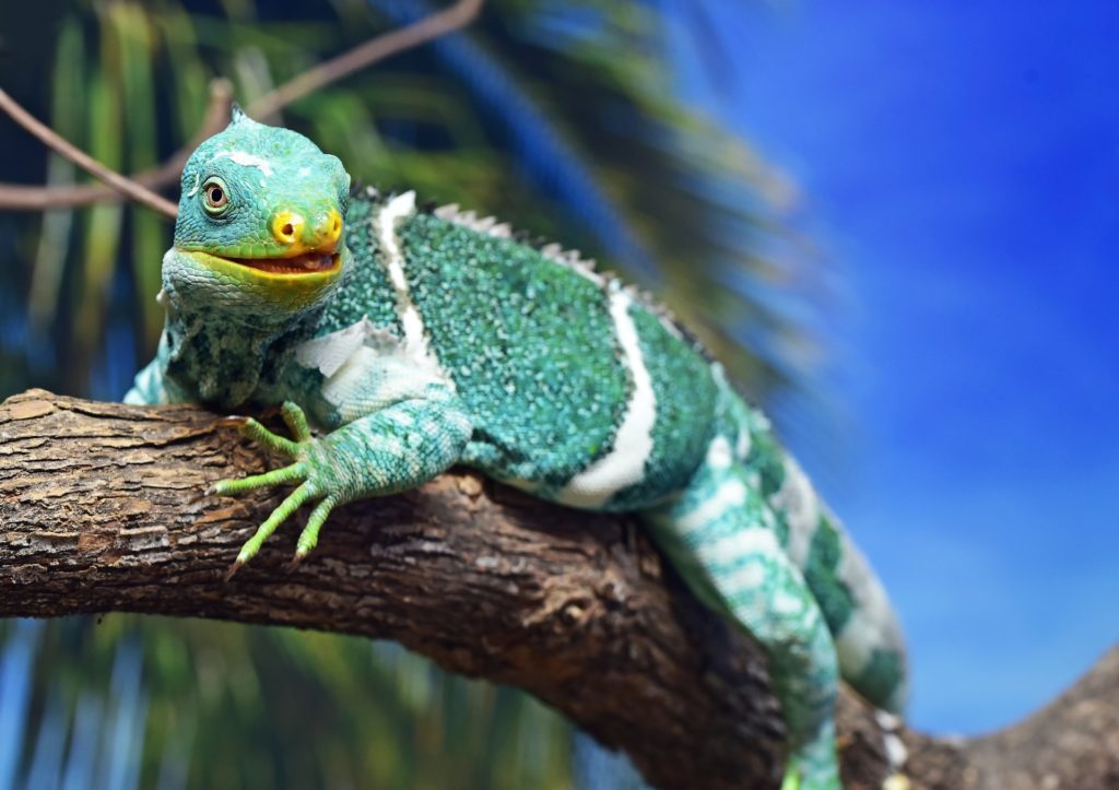 popular types pet iguanas