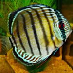 Can You Keep Discus Fish in a Community Tank?
