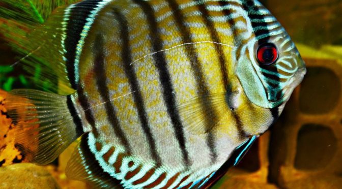 diogo hungria discus fish