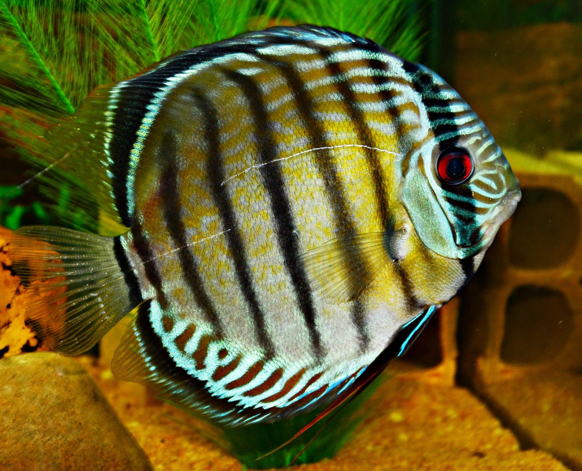 A DIscus fish in a home aquarium