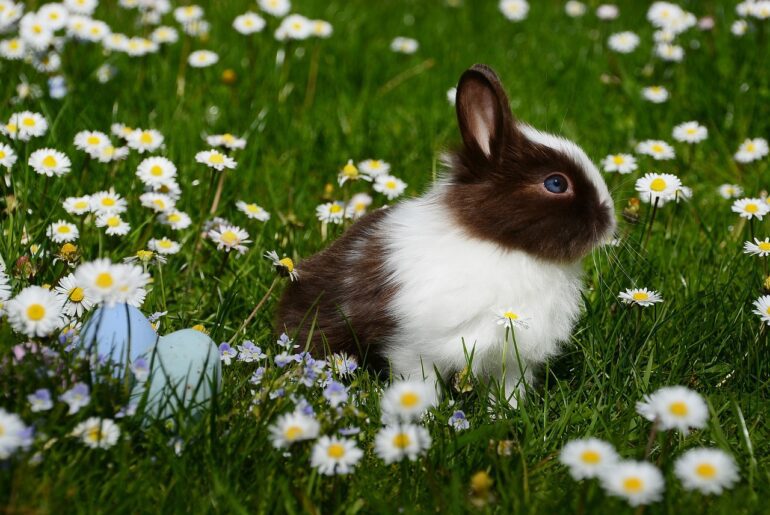 Rabbit sitting in a field