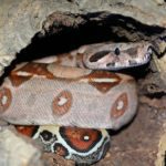 Basics of Red Tail Boa Care
