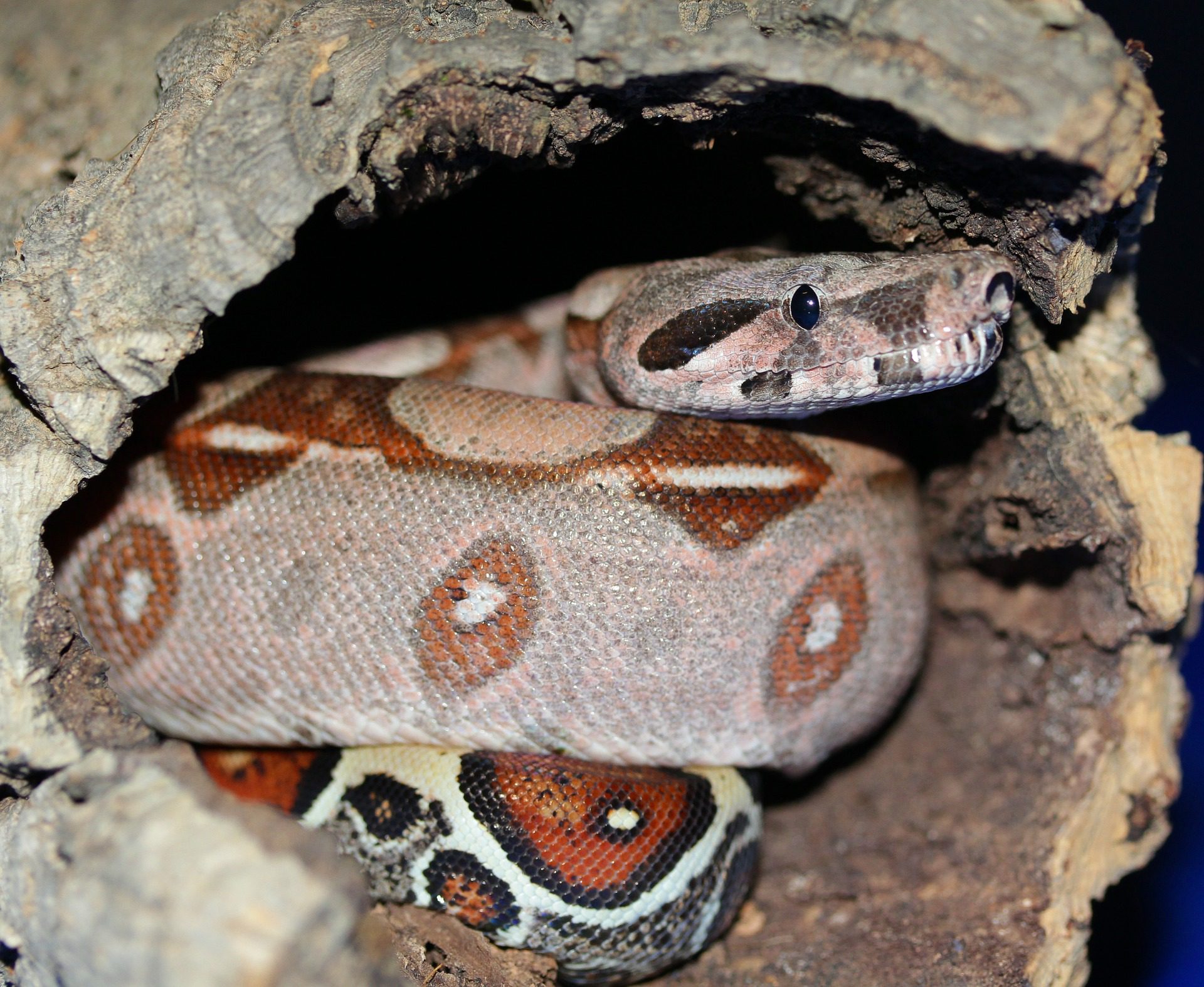 Columbian Red Tailed Boa - Emperor Snake