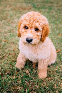 goldendoodle laying down